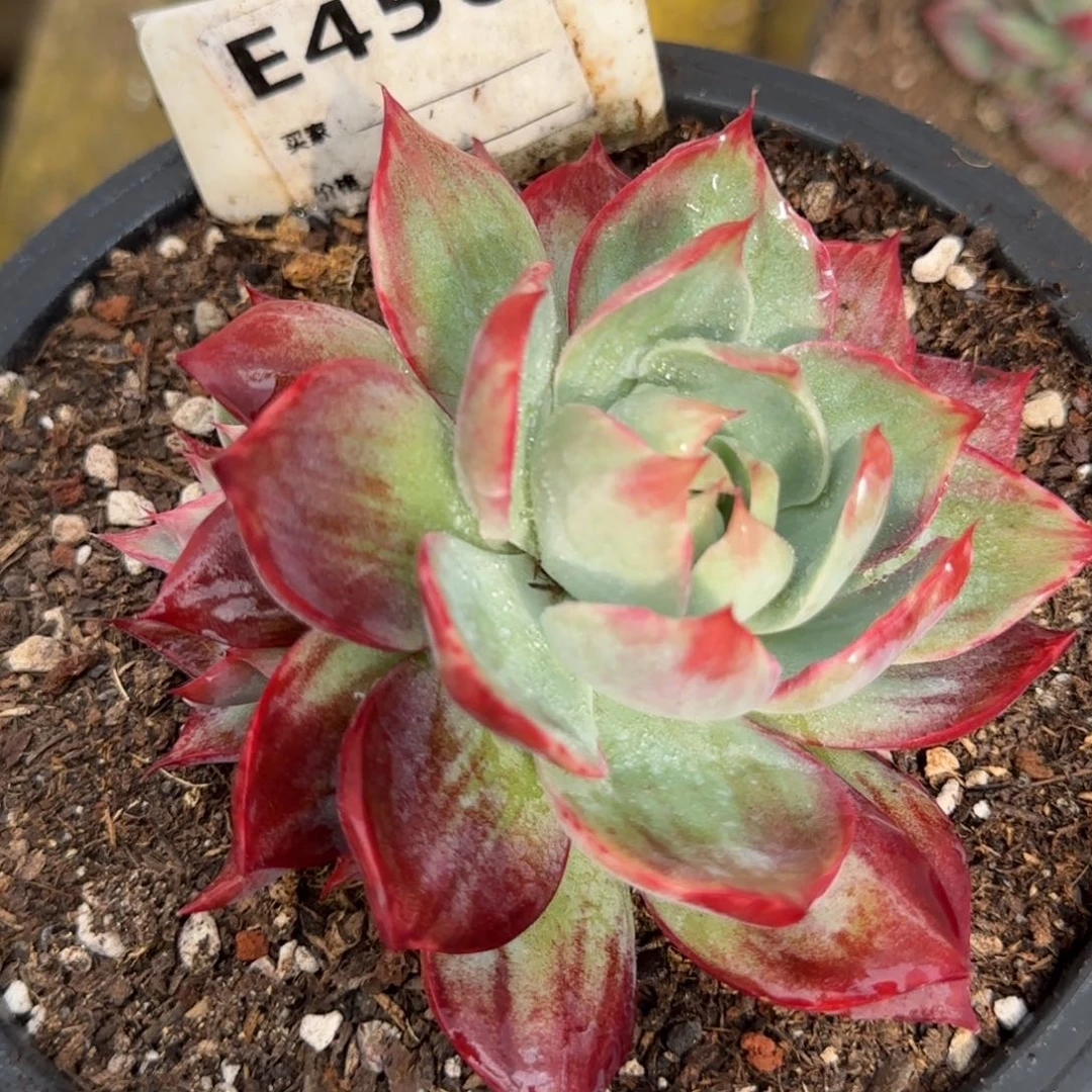 惊鸿一物一拍包装收缩花旱456