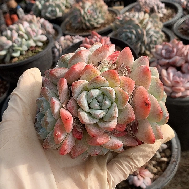 哈哈哈哈哈哈哈哈哈3