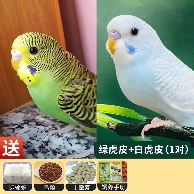 虎皮鹦鹉云斑灰翅特色