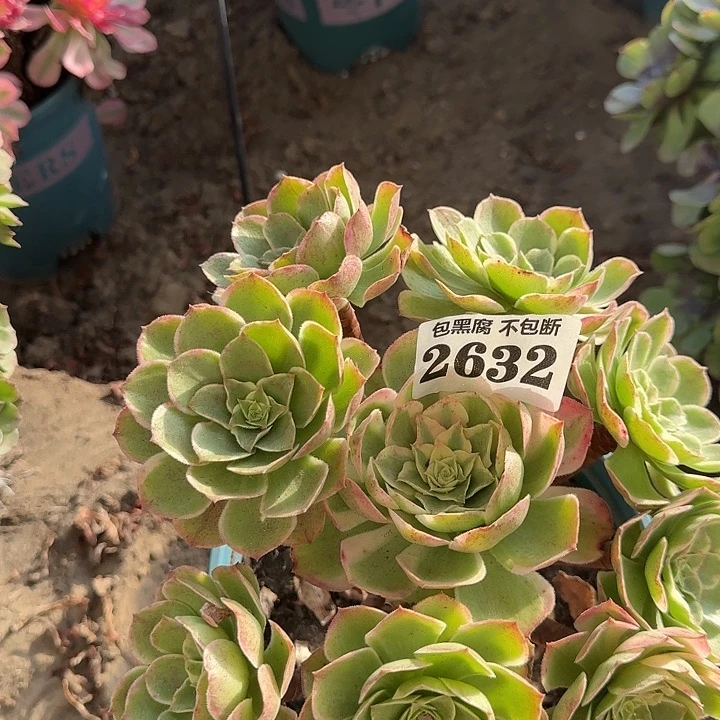 18-18法师丘比特2632