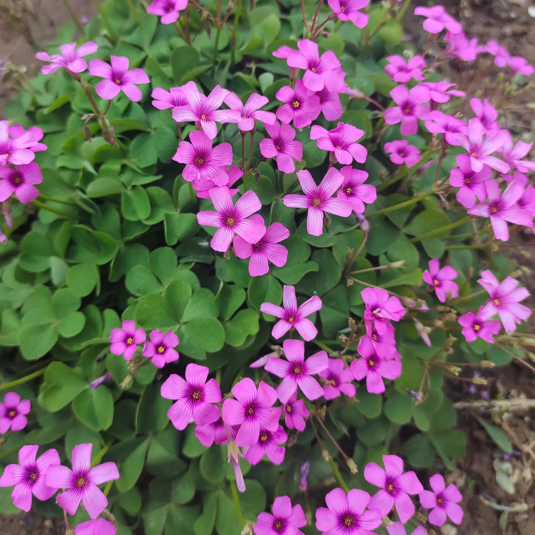【一物一拍】红花关节酢浆草老桩幸运草三叶草四季开花好养