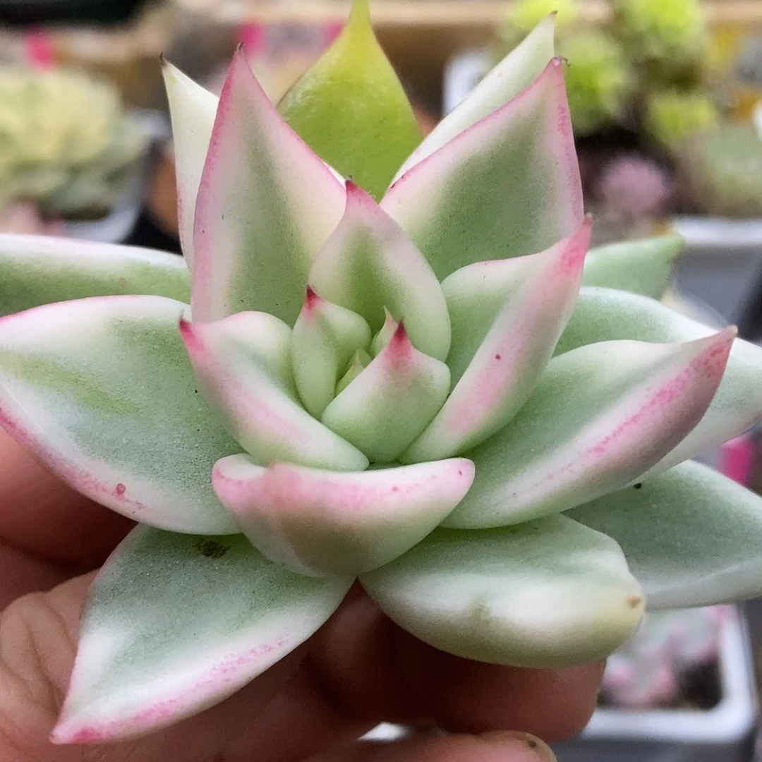 180东云杂哈哈哈哈哈