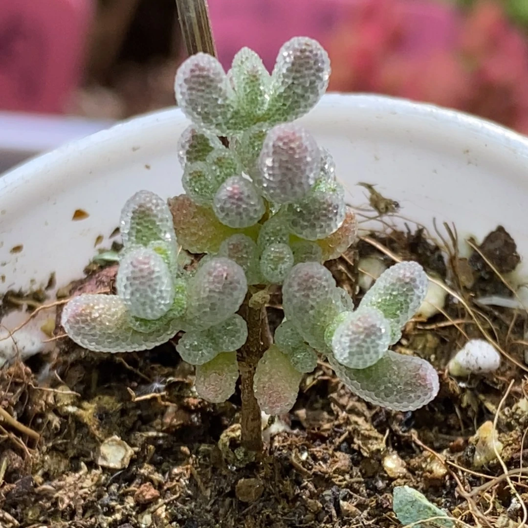 E****t冰晶杂枝干番杏D033