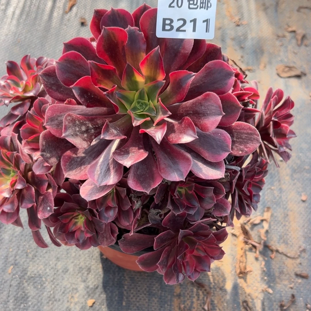 211凤冠，多肉法师