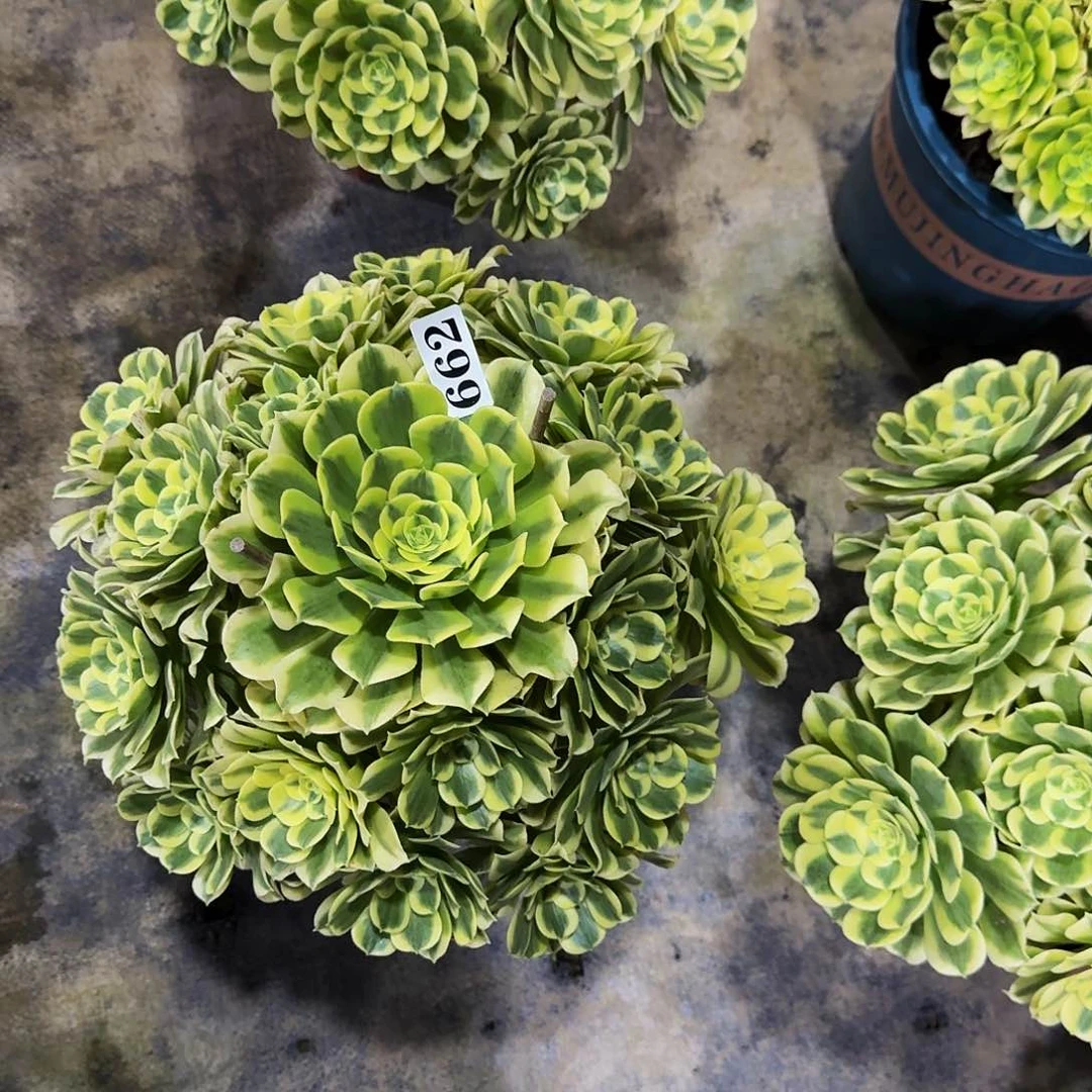 000000662绿豆沙多肉植物