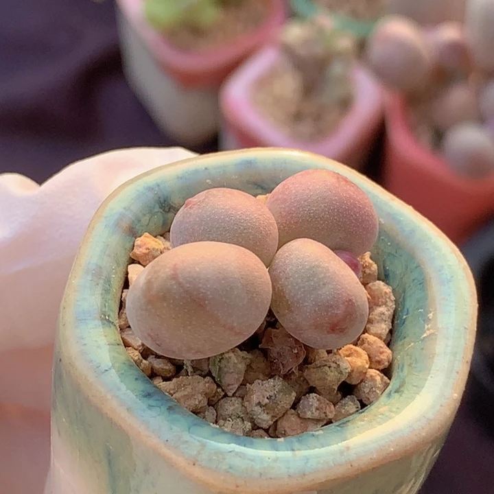 胖圆奶石化锦 稳定 双头 木质