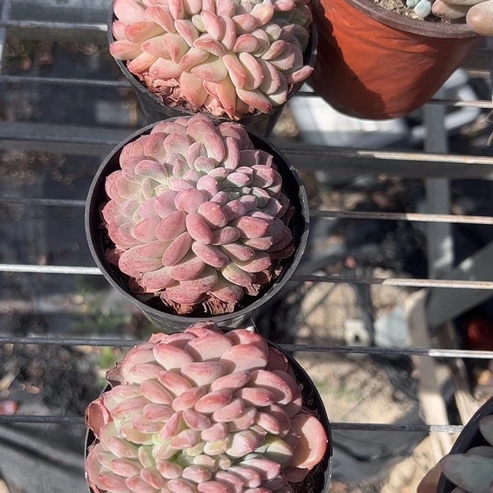 粉珍妮缀化多肉植物