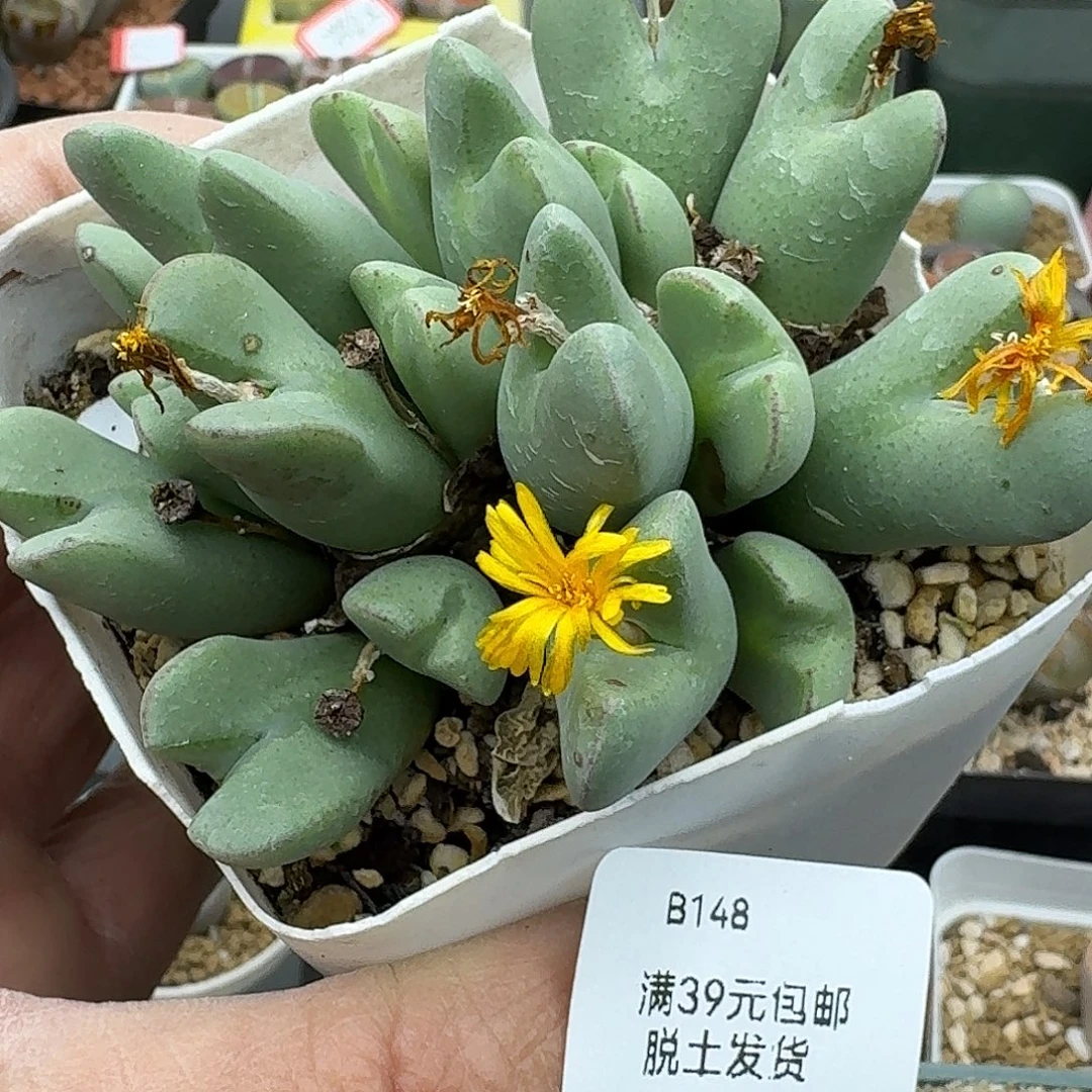 148多肉哈哈哈哈哈哈哈哈