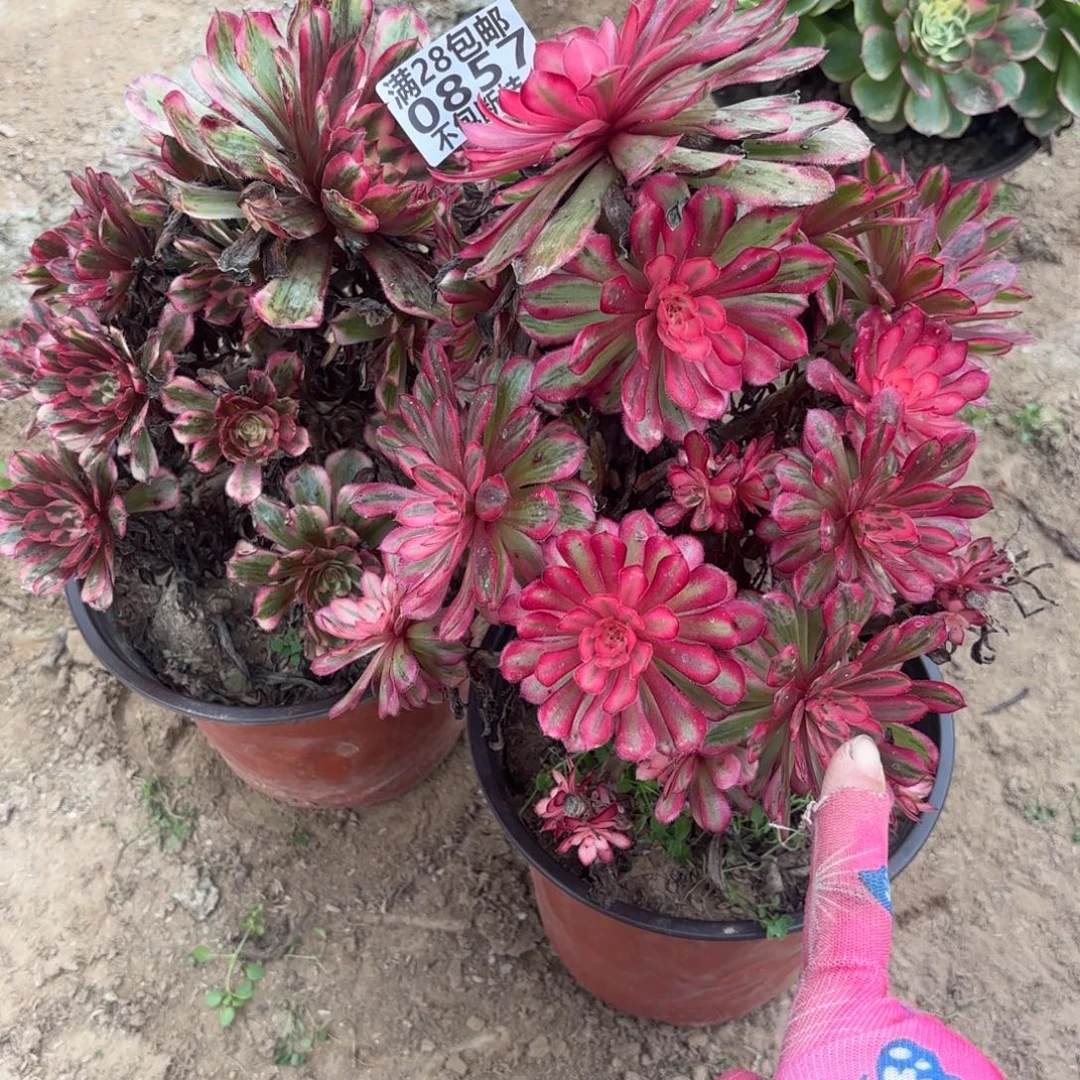 江***姐K. 857两颗多肉11223333