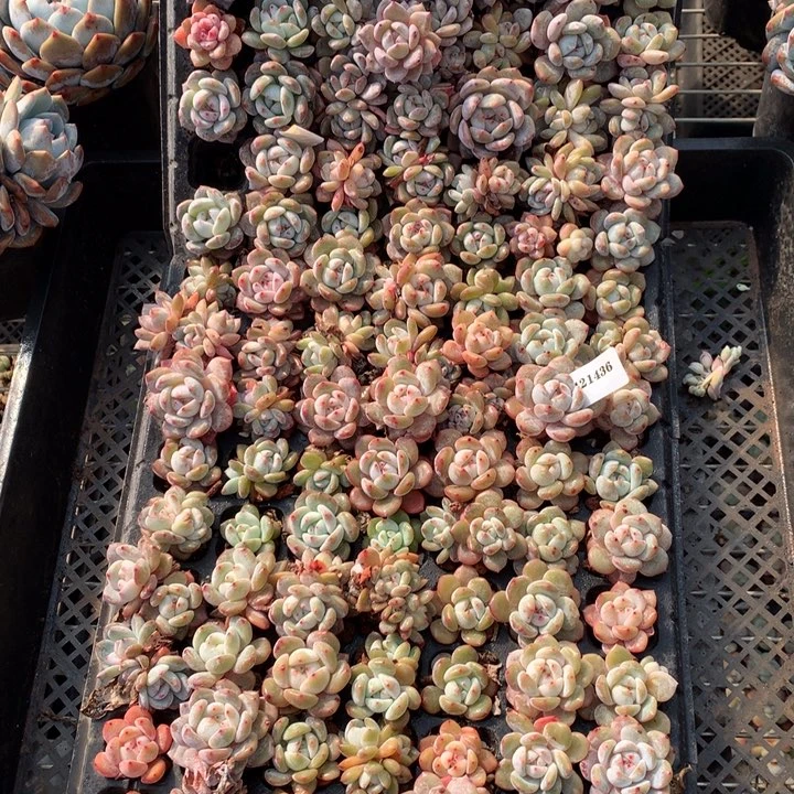 131436整盘嗯嗯嗯嗯嗯好