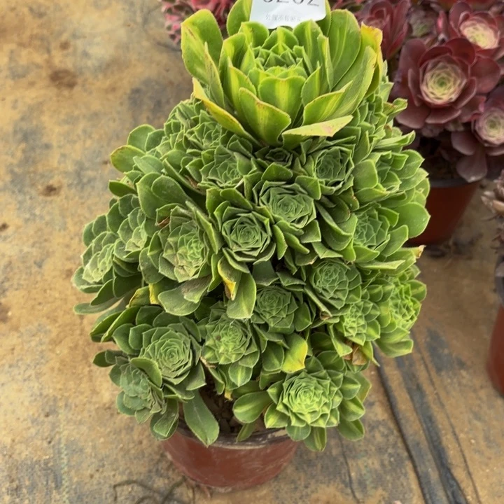 翡翠琉璃多肉处理不包断头5202