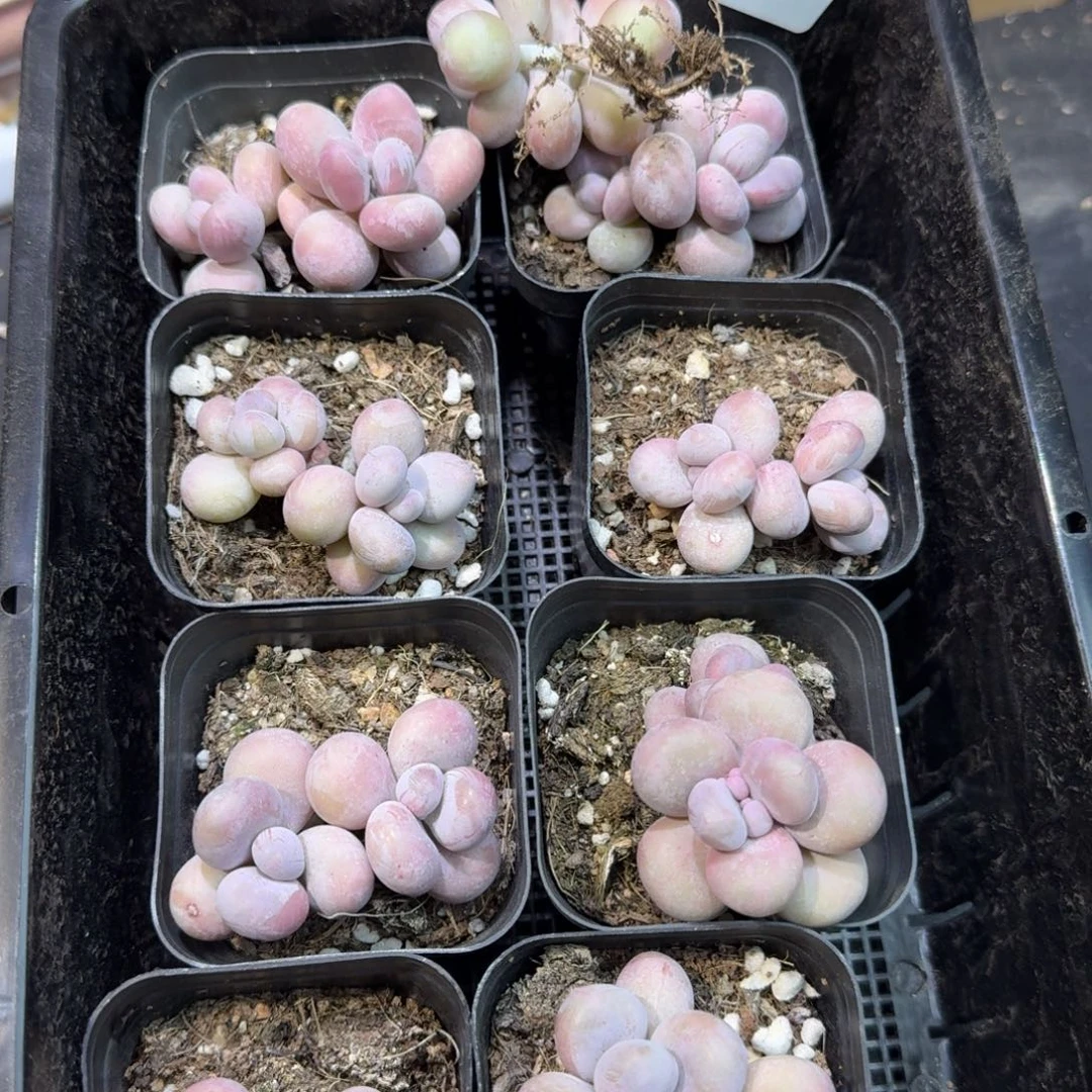 09号双头奶酪到手2颗江北多肉