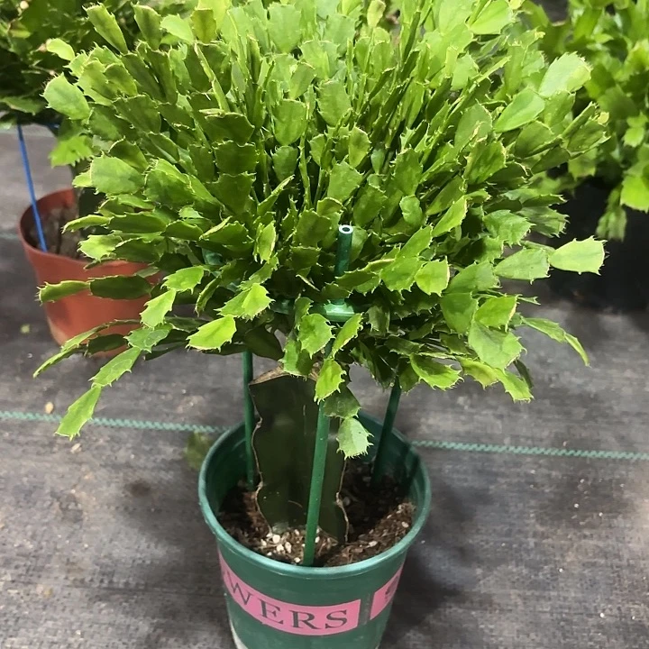 旧***颜当前无花栽培后可以开花
