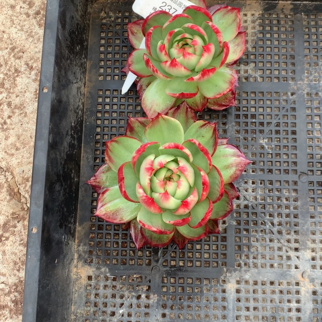 237号多肉植物厘米2颗11惊鸿