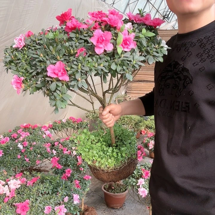 红陶嫁接七彩杜鹃