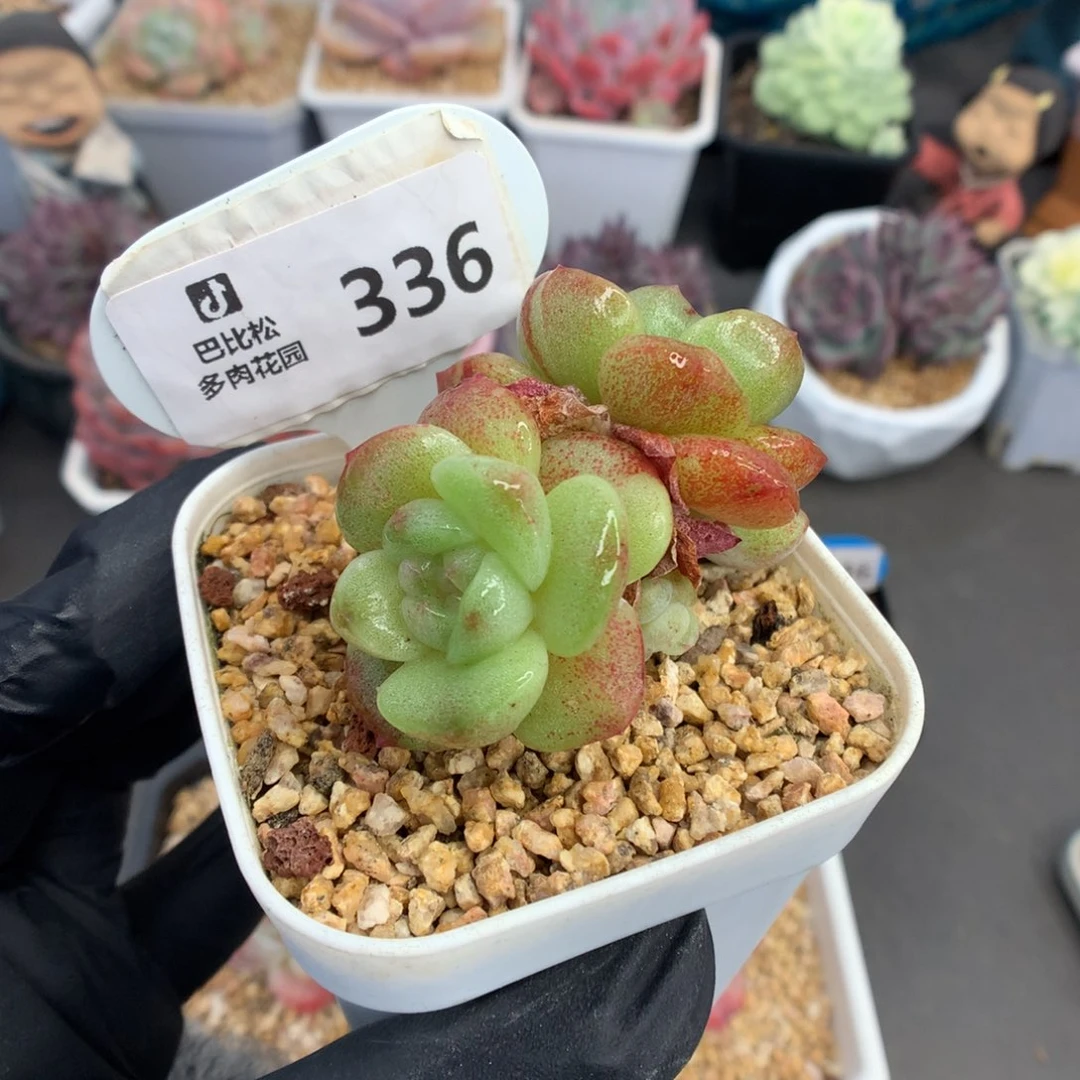 336 双头冰玉石化多肉