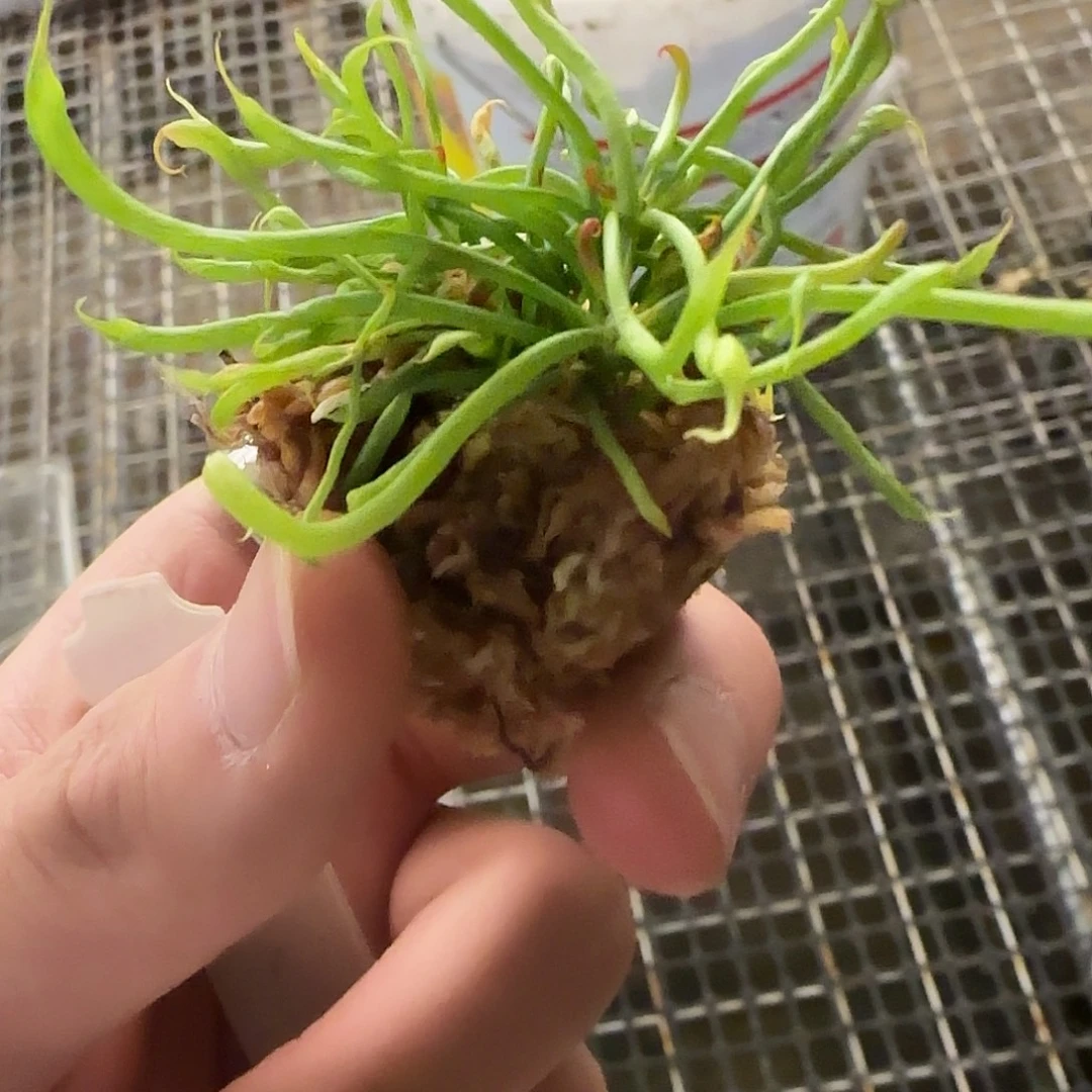 ₍***⟆无花朵专拍眼镜蛇