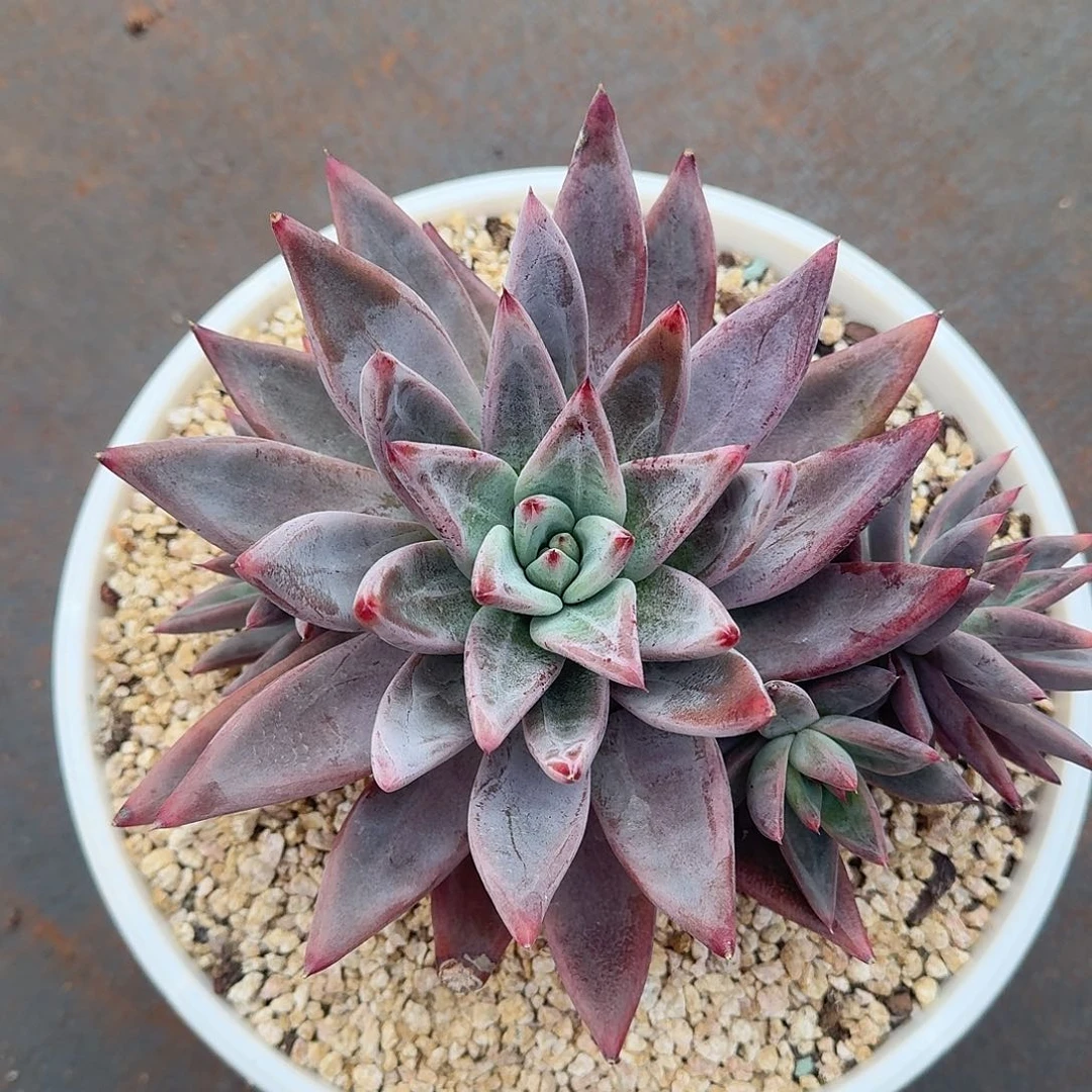 圣徒多肉植物一颗
