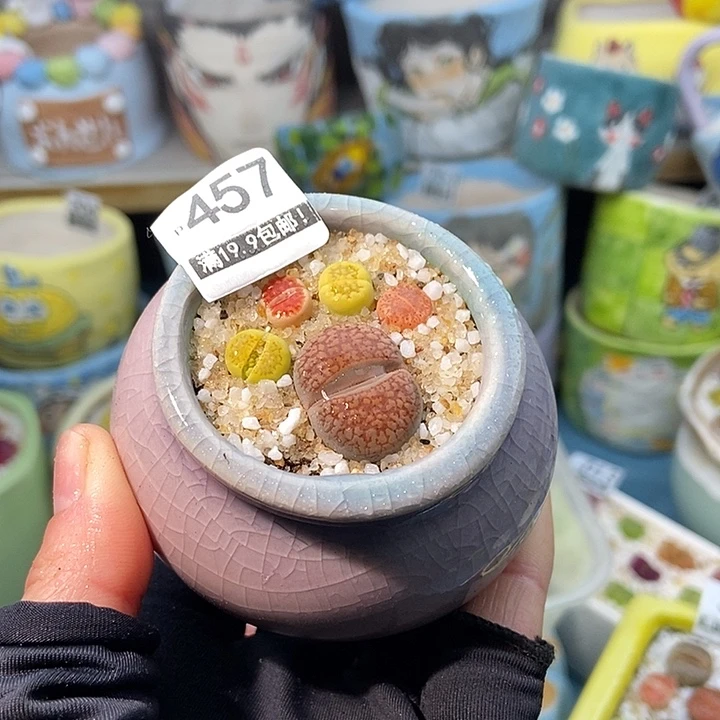 大舅生石花肉锥多肉457