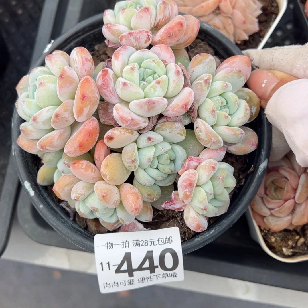 冷香多肉多肉多肉多肉