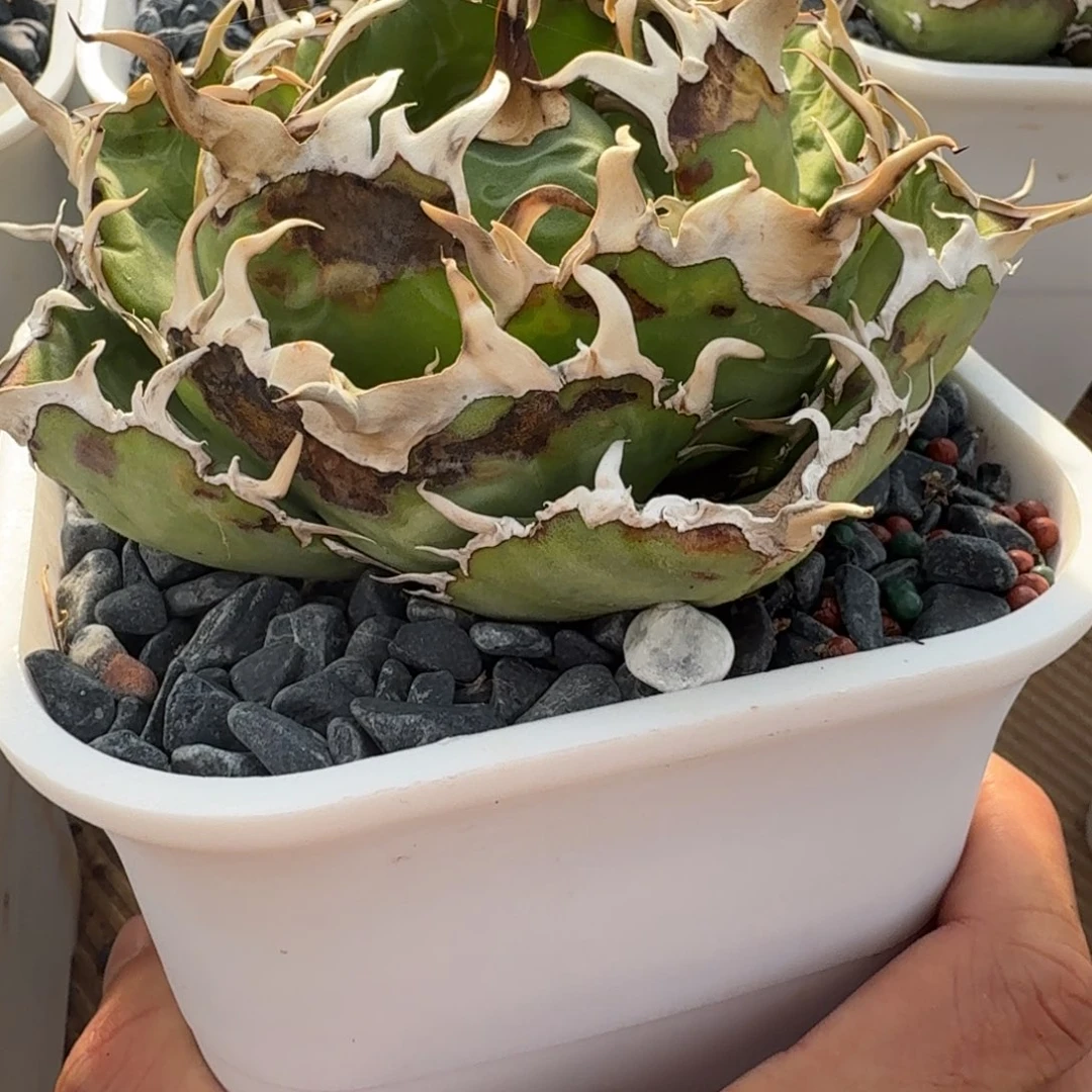 无花朵龙舌兰仁王冠白鲸