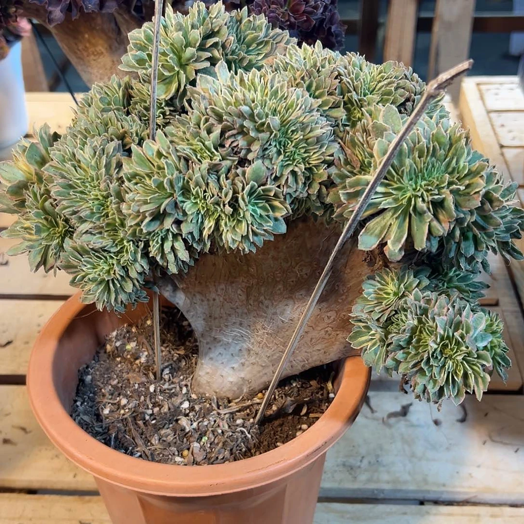 整版颜宁缀化老桩厚板