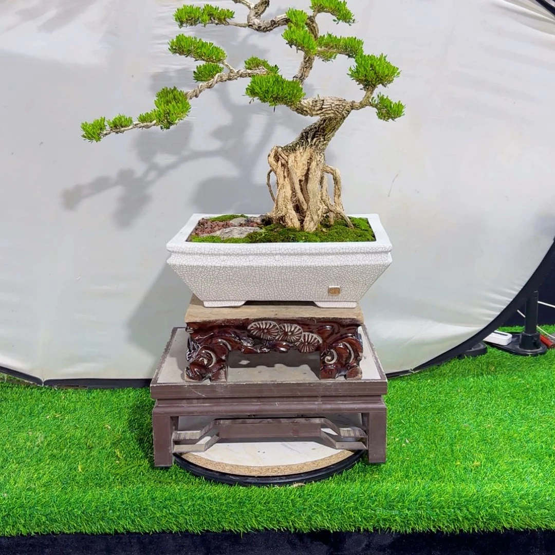 当前无花朵，栽培后可花朵