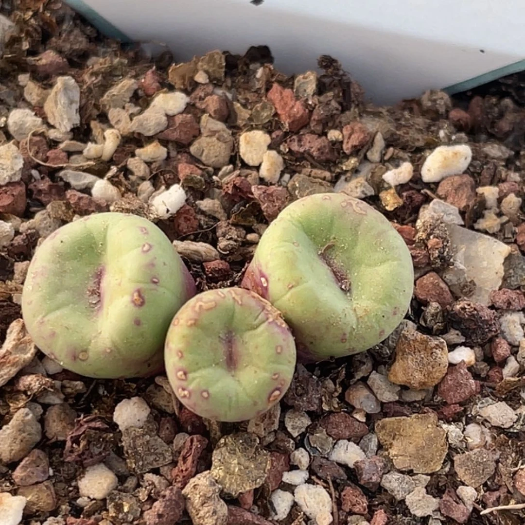 2-51嘴多肉植物肉锥