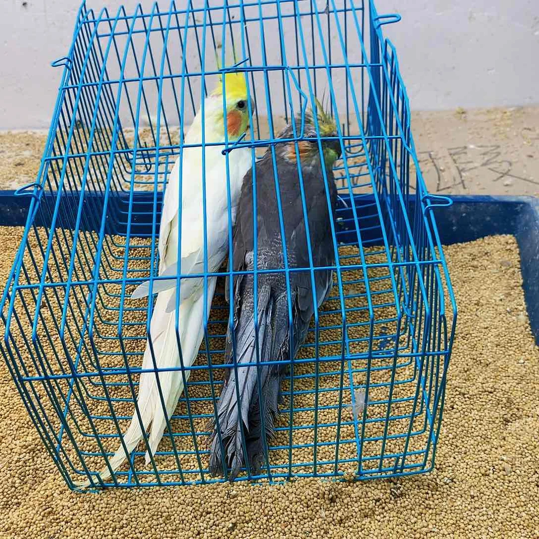 虎皮鹦鹉孙旋风少女