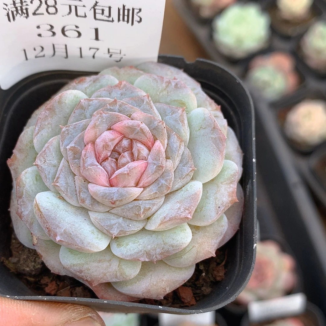 【闪购商品】云361号