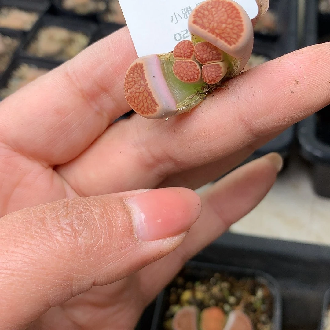 G212多肉植物保护研究所