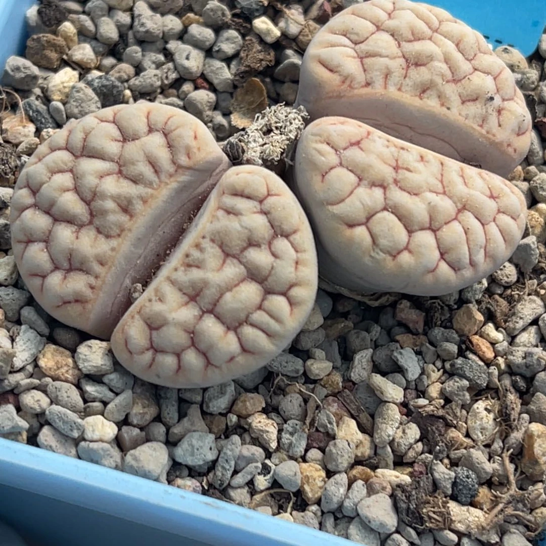 7093双头红纹凹凸铁189一颗