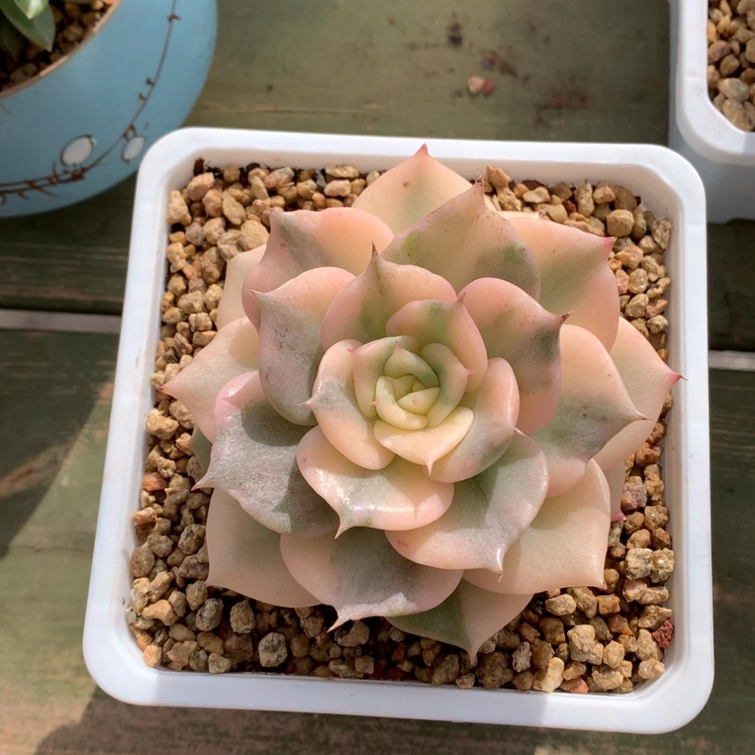 我们家的小仙女们