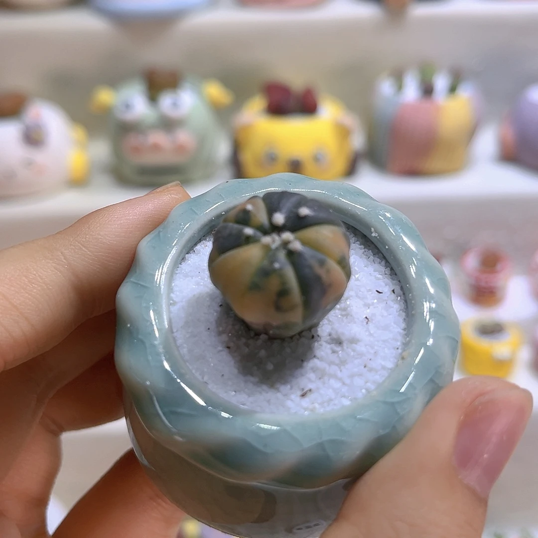 035高端多肉带盆带土