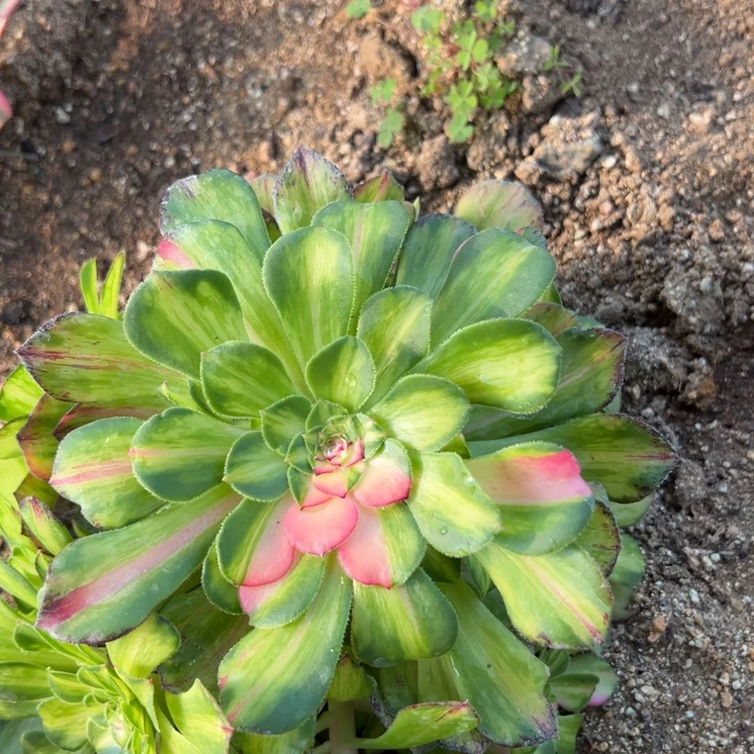 米*181号寄养补余款多肉