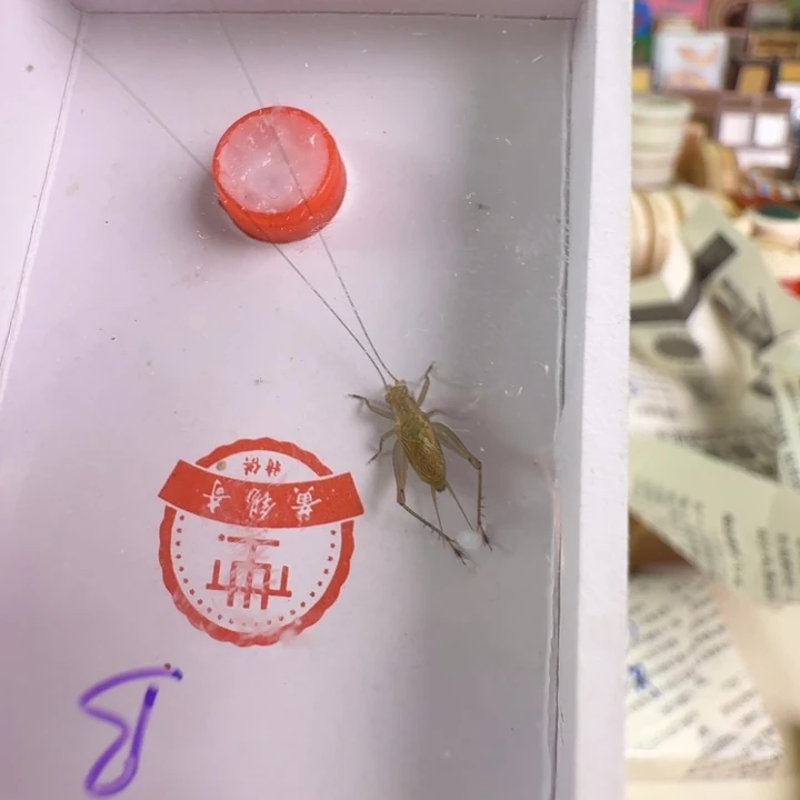 ༺***༻漂亮一只合适大黄