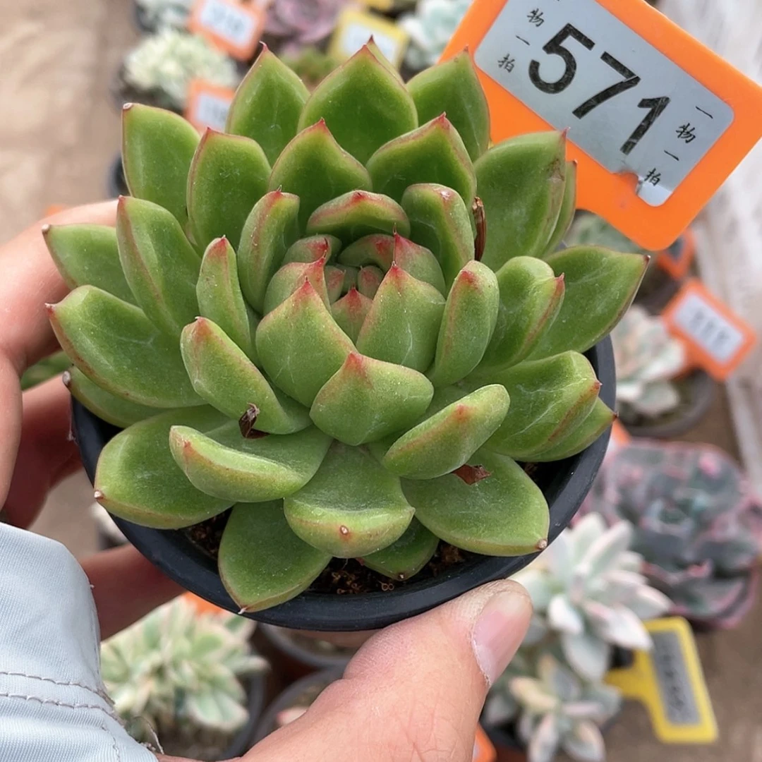 【闪购商品】无花朵音***吧571号