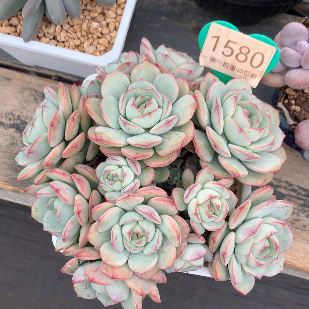 香草老桩无砍平头1580