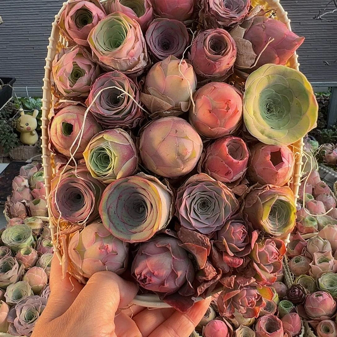 我****呀C817。  玫瑰混花篮。