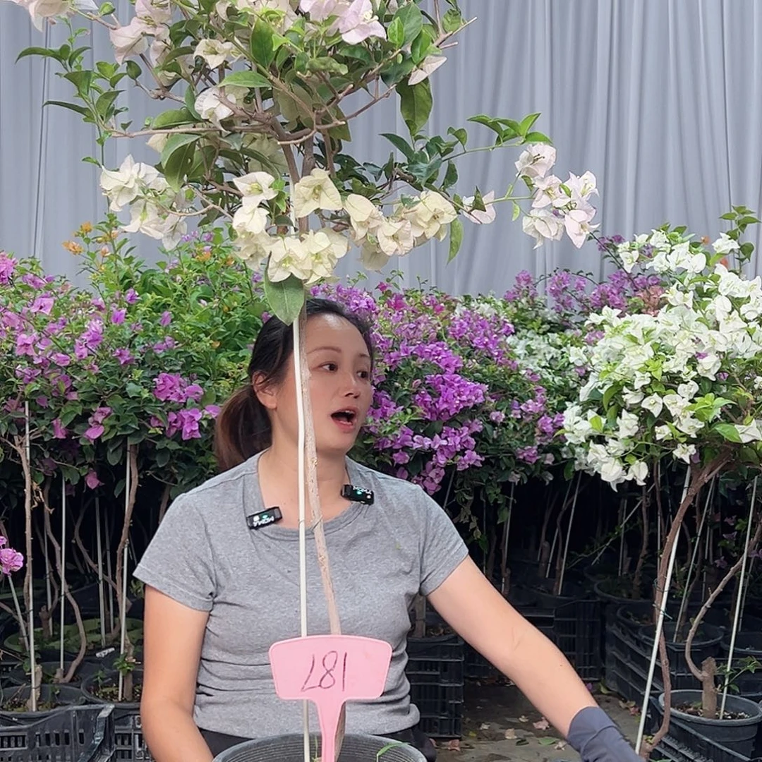 破***蝶当前无花栽培后可以开花L81丽娜
