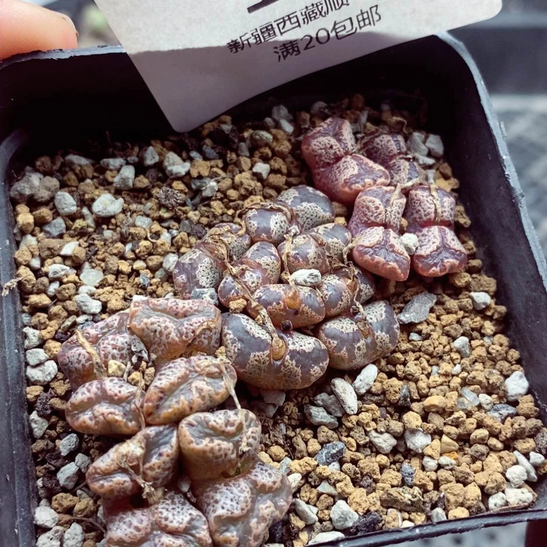 我是一只小小鸟地域鬼156