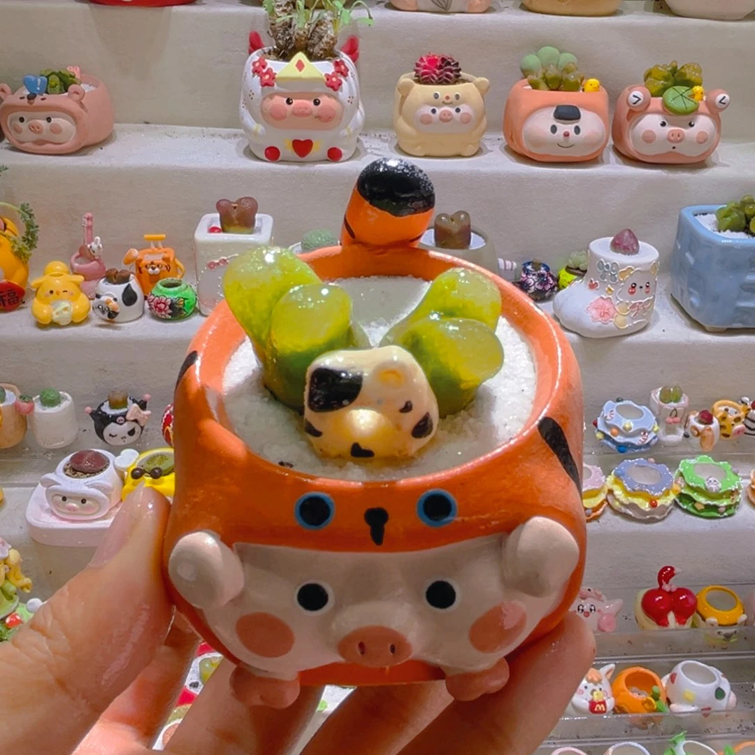 008高端多肉带盆土一套48