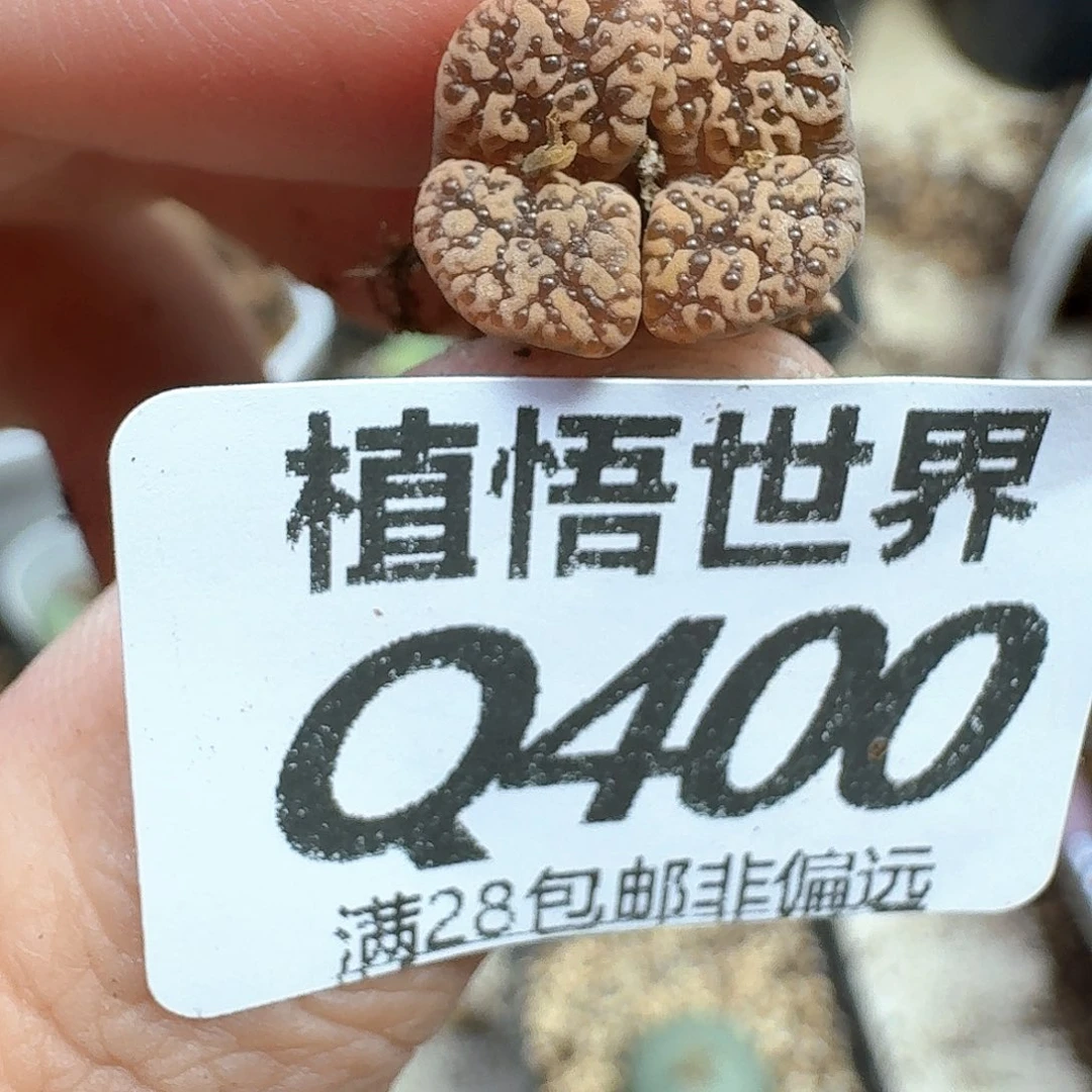 多肉植物的润泽发发