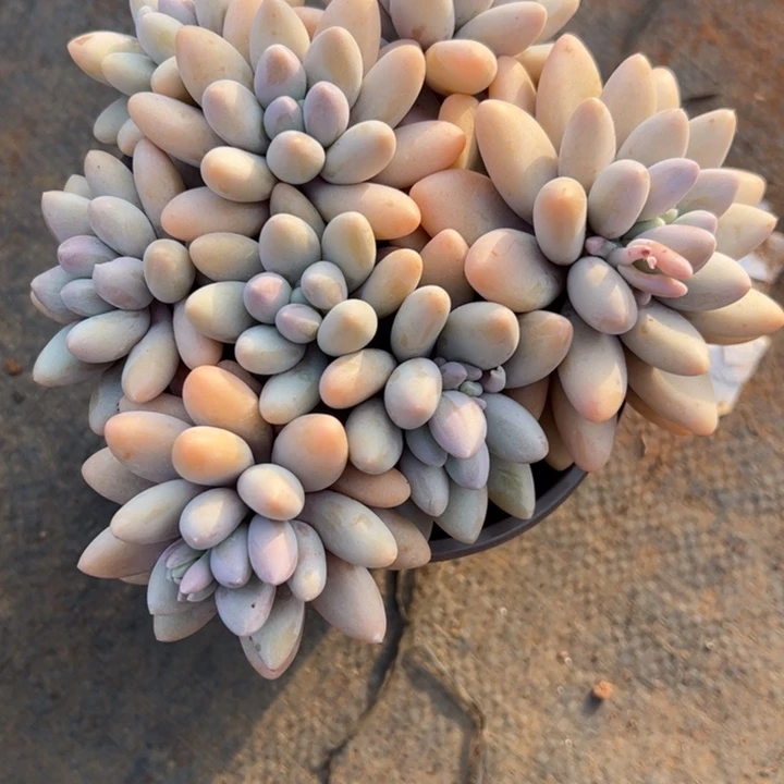 粉恋5-5多肉植物