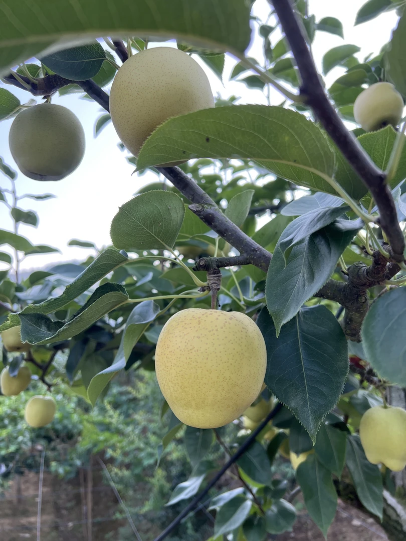 「元哥甄选」苍溪黄金梨清甜可口