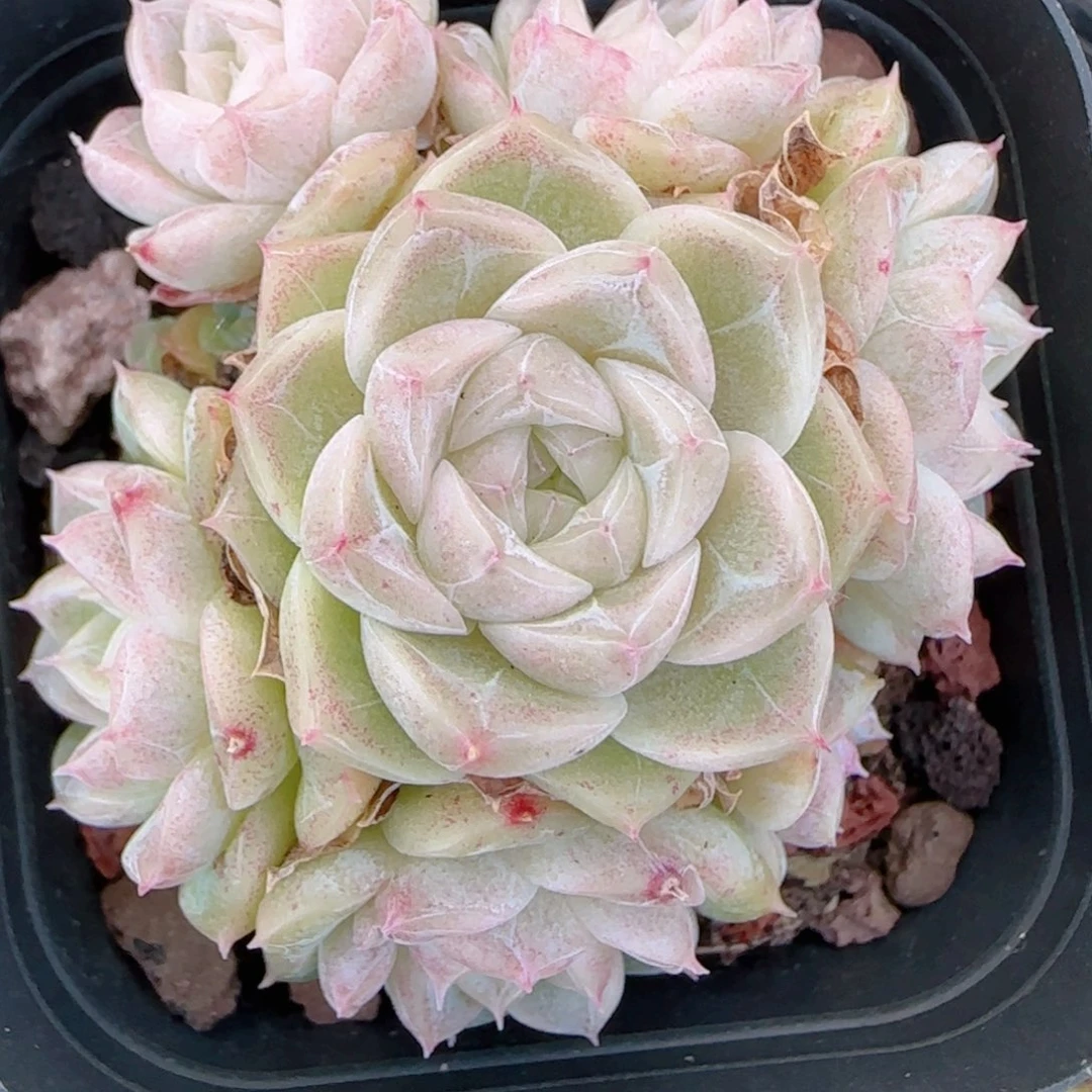 ****空花语多肉1217-302散