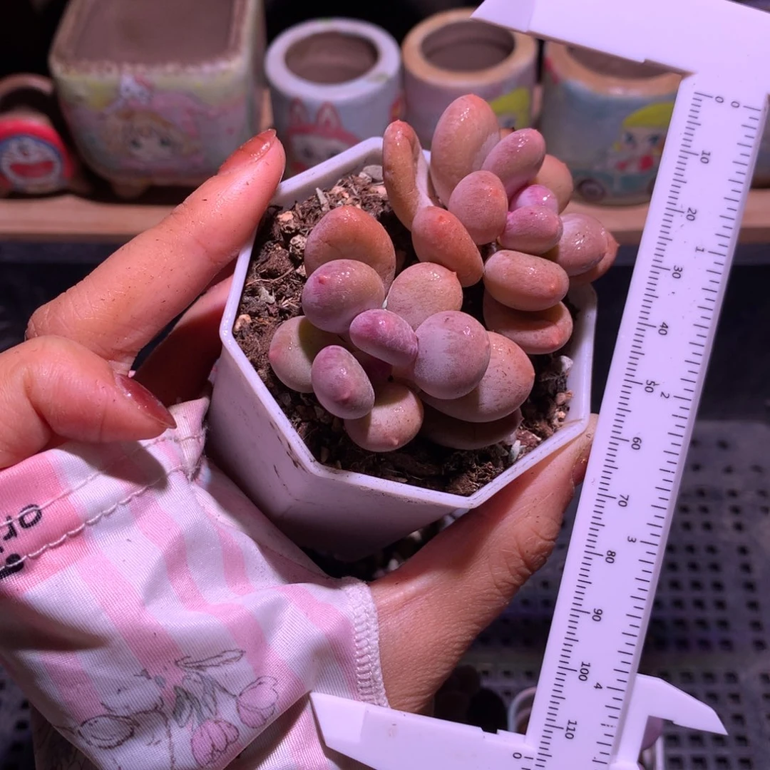 韩国彩虹奶酪哈哈哈