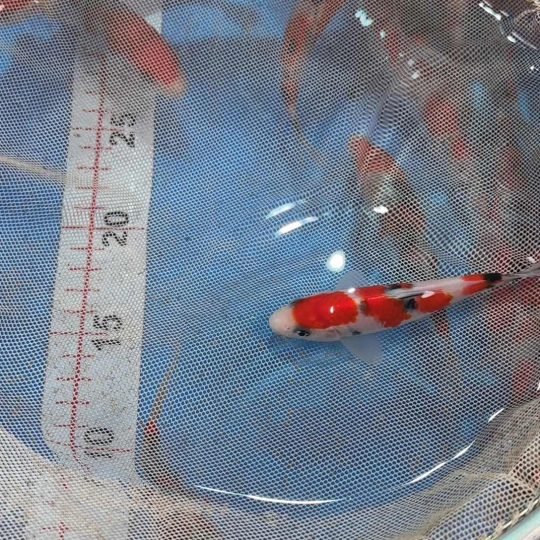 海水鱼阪井米兰小姐