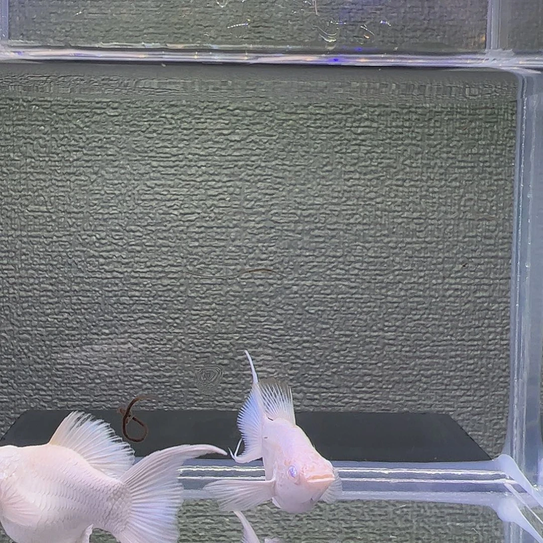 孔雀鱼瓷白粉钻眼