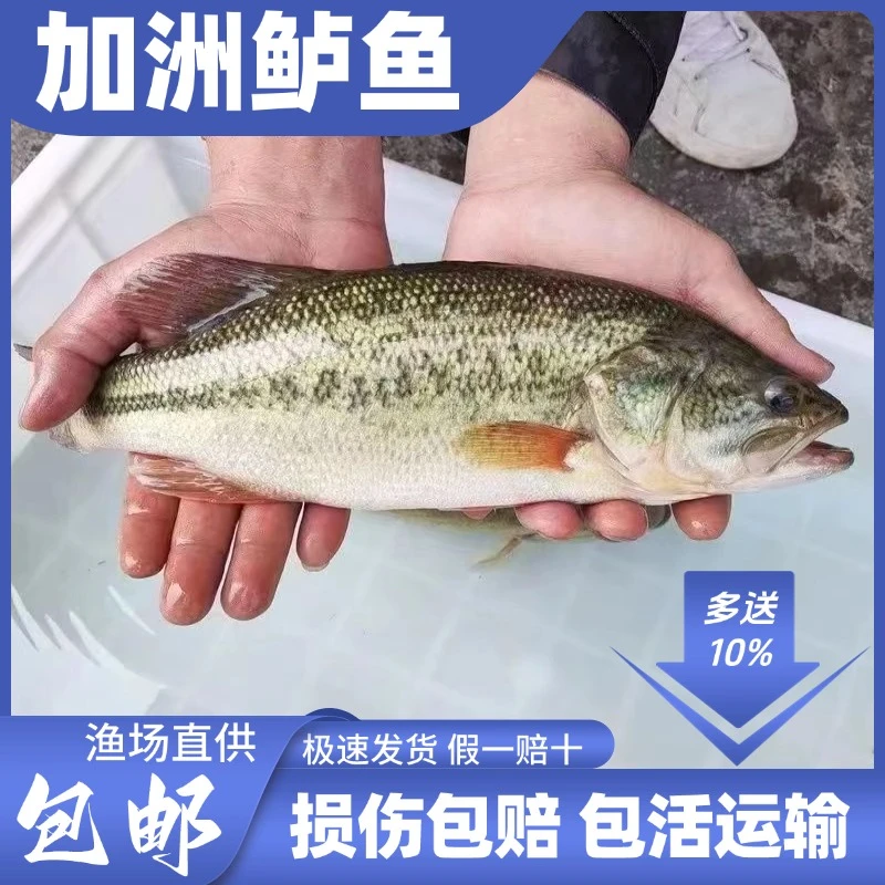 鲈鱼 淡水鲈鱼 大口黑鲈路亚鱼优鲈5号凶猛活体养殖加州鲈批发